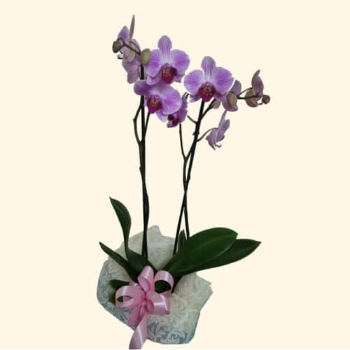 ORCHIDEA PHALAENOPSIS LILLA consegniamo-in-giornata a domicilio a Roma