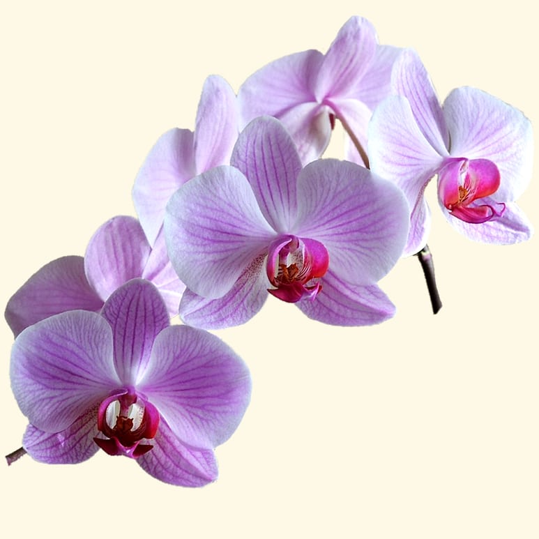 ORCHIDEA PHALAENOPSIS LILLA consegniamo-in-giornata a domicilio a Roma