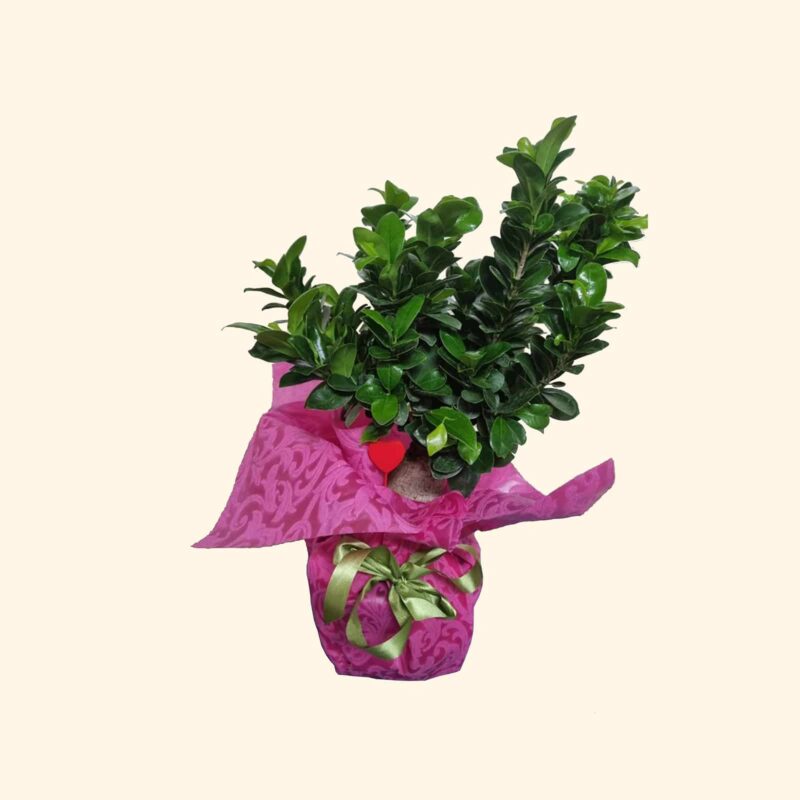 Consegniamo-a-domicilio a Roma FICUS GINSENG