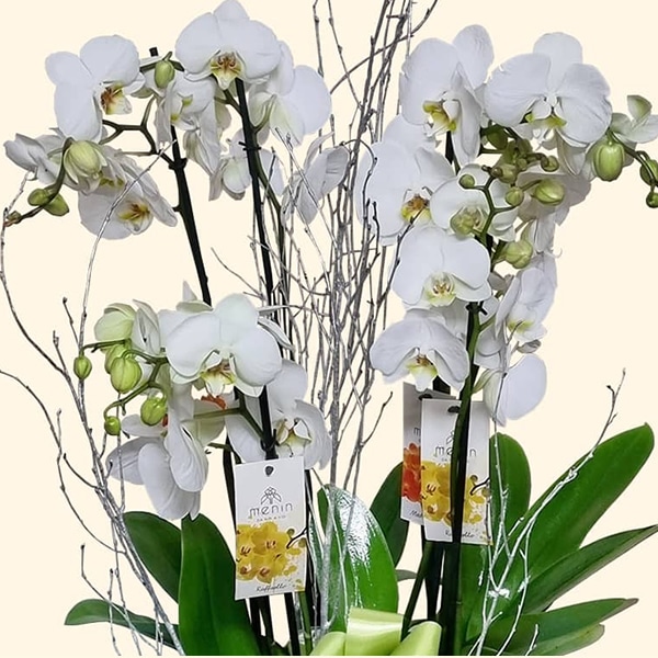 GIARDINO-DI ORCHIDEE-PHALAENOPSIS-Consegniamo-a-domicilio-a-roma