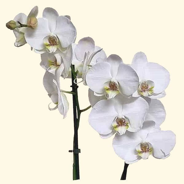 ORCHIDEA-PHALAENOPSIS-BIANCA-consegniamo-in-giornata-a-domicilio-a-Roma