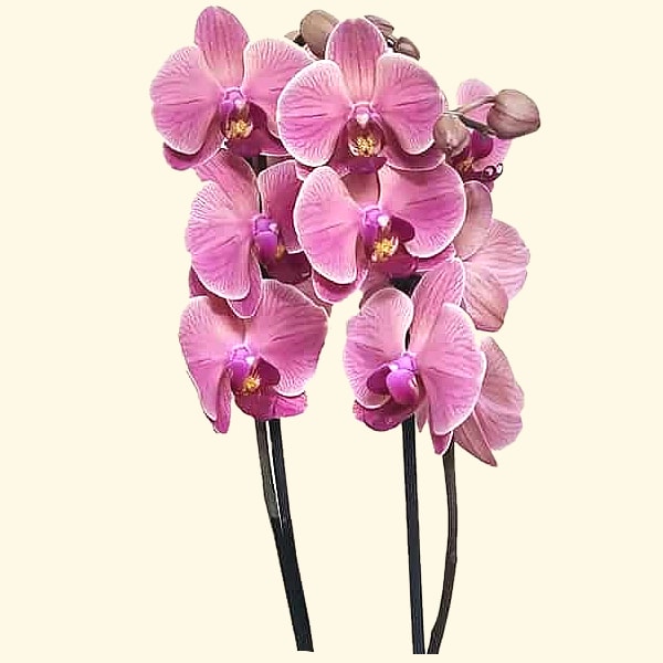 ORCHIDEA-PHALAENOPSIS-ROSA_consegniamo-in-giornata-a-domicilio-a-Roma