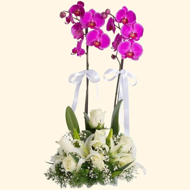 consegniamo-a-domicilio-a-roma-ORCHIDEA-PHALAENOPSIS CON-COMPOSIZIONE FIORI-MISTI.