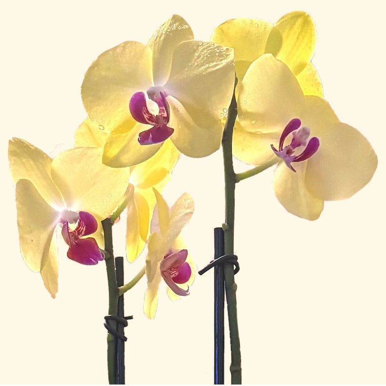 ORCHIDEA PHALAENOPSIS GIALLA-consegniamo-a-domicilio-a-roma-in-giornata