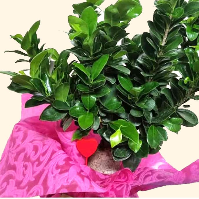 Consegniamo a domicilio a Roma Pianta di FICUS GINSENG