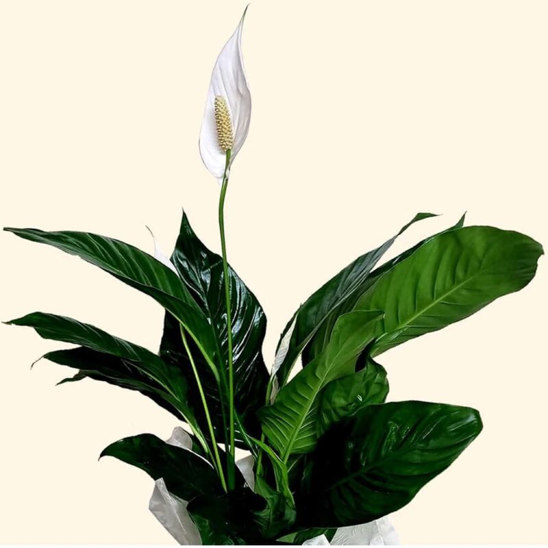 Consegniamo-a-domicilio-a-roma SPATHIPHYLLUM-BIANCO