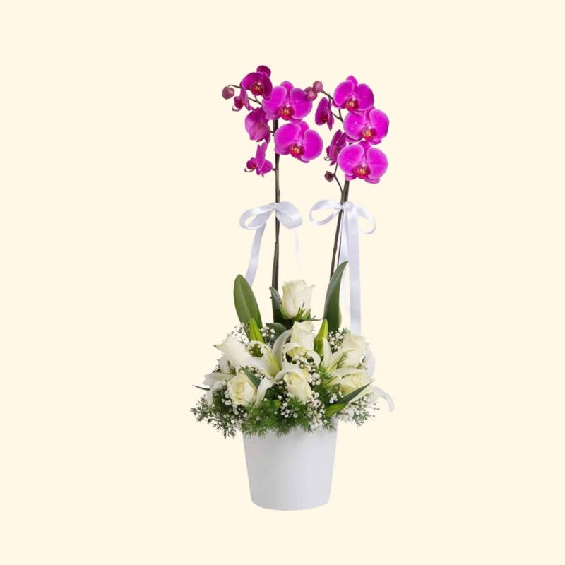 consegniamo-a-domicilio-a-roma-ORCHIDEA-PHALAENOPSIS CON-COMPOSIZIONE FIORI-MISTI.