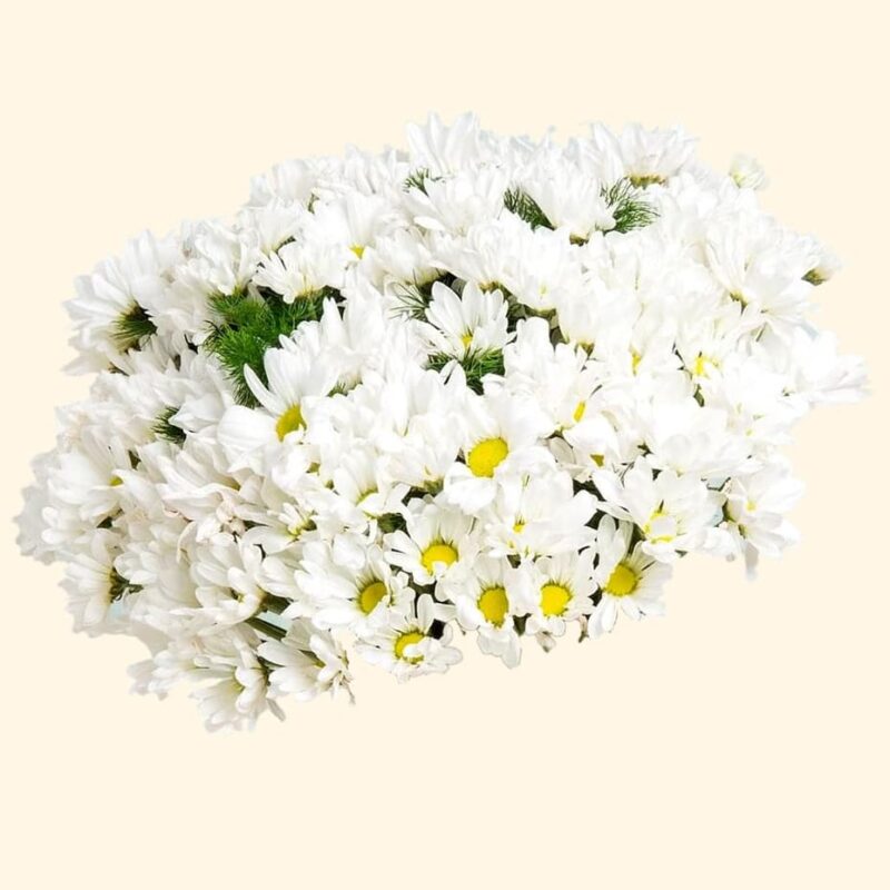 Bouquet margherite bianche consegna a domicilio a Roma