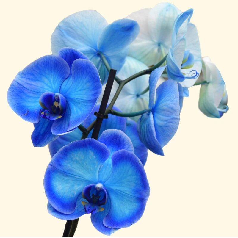 consegna-a-domicilio-a-roma-ORCHIDEA-PHALAENOPSIS BLU