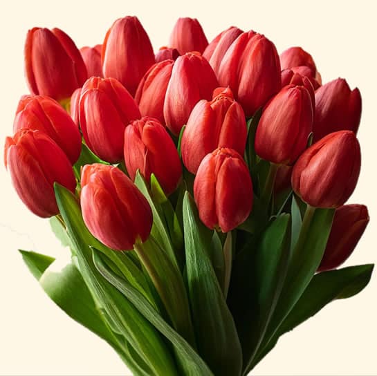 Bouquet di 20 tulipani rossi consegna a domicilio a Roma