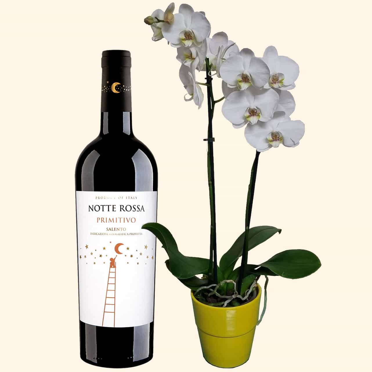 Orchidea Phalaenopsis Bianca + Bottiglia Primitivo-Notte Rossa