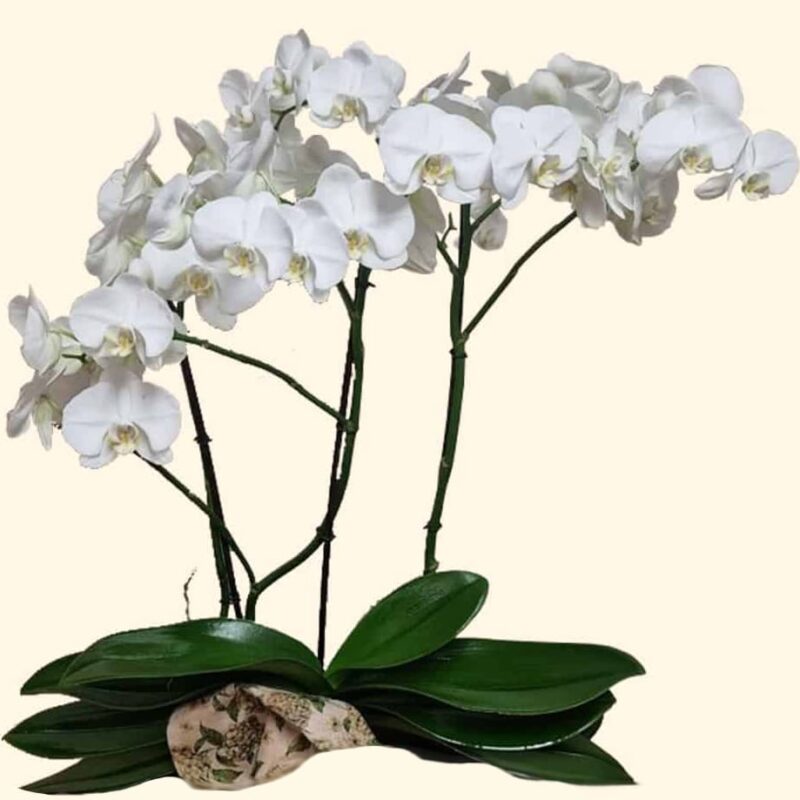 ORCHIDEA-Grande-PHALAENOPSIS-BIANCA-consegniamo-in-giornata-a-domicilio-a-Roma