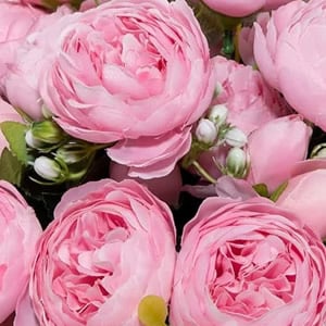 Bouquet di Peonie Rosa/Fucsia - Componi il tuo Bouquet!