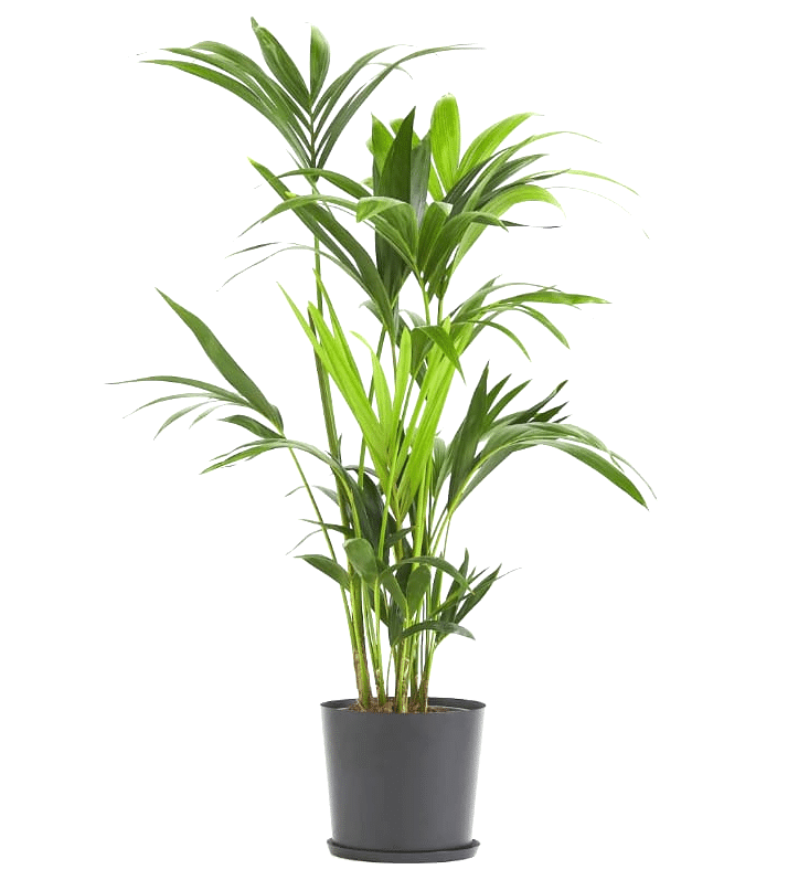 Consegna a domicilio a Roma pianta Kentia